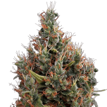 Big Bang Autoflowering